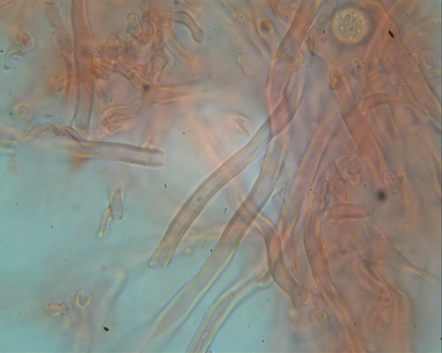 Lignicolo da determinare (Bjerkandera fumosa)